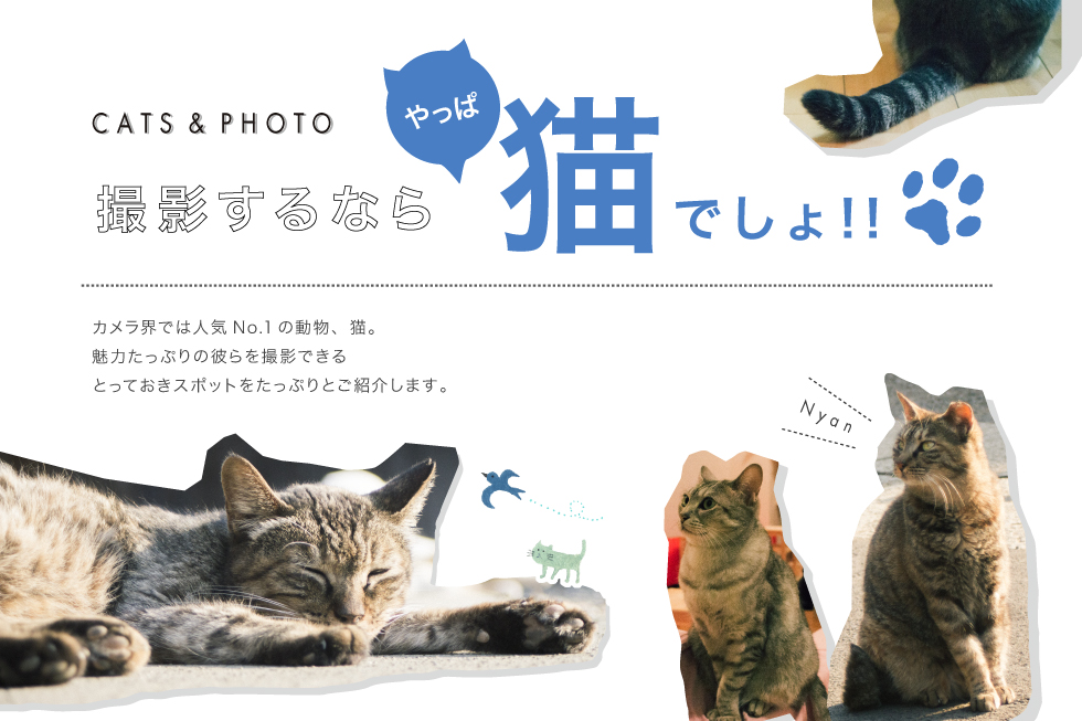 撮影するなら、やっぱ猫でしょ!