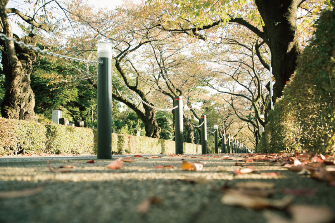 青山霊園〜キャットストリート