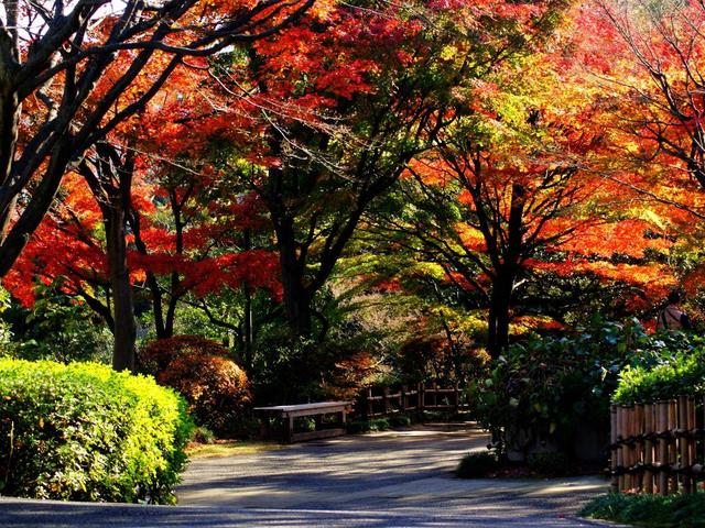 池田山公園の紅葉