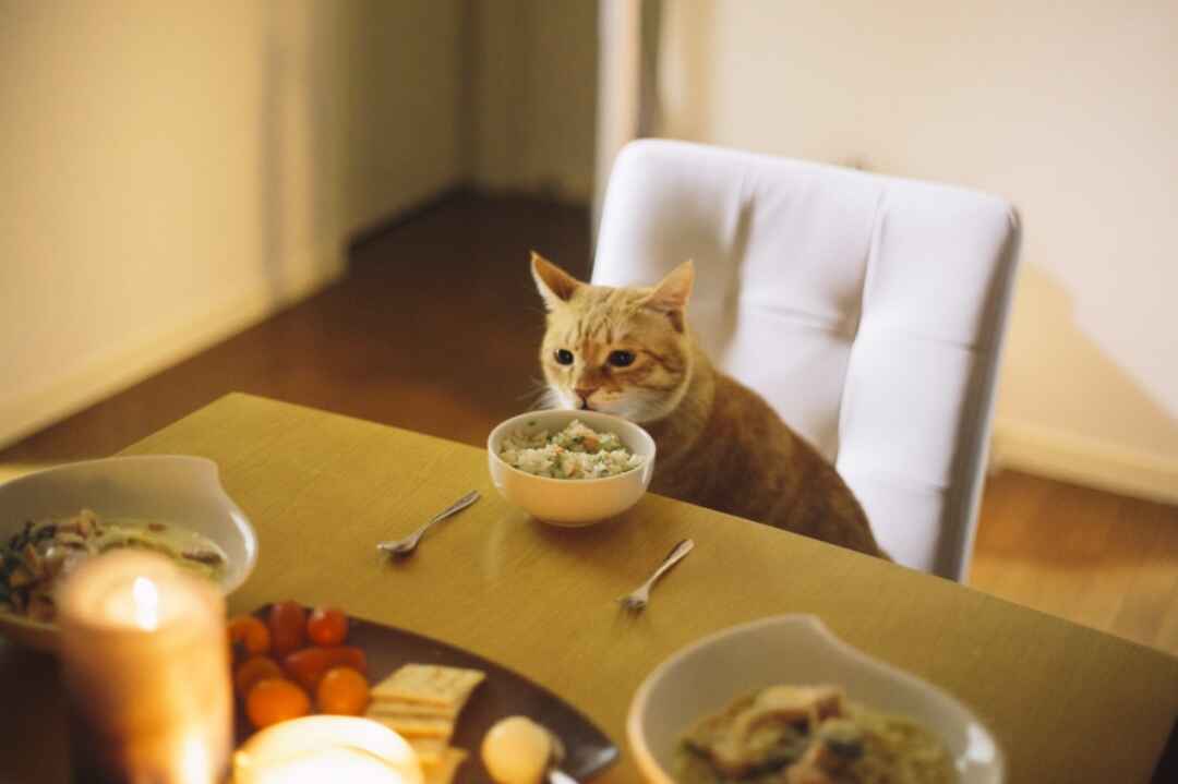 【猫祭り】猫写真がカメラ女子に人気な3つの理由