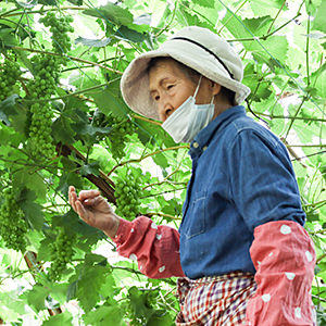 桃茂実苑 観光農園