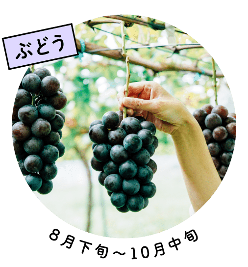 ぶどう