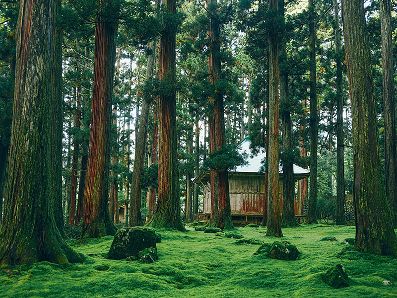 平泉寺白山神社 写真