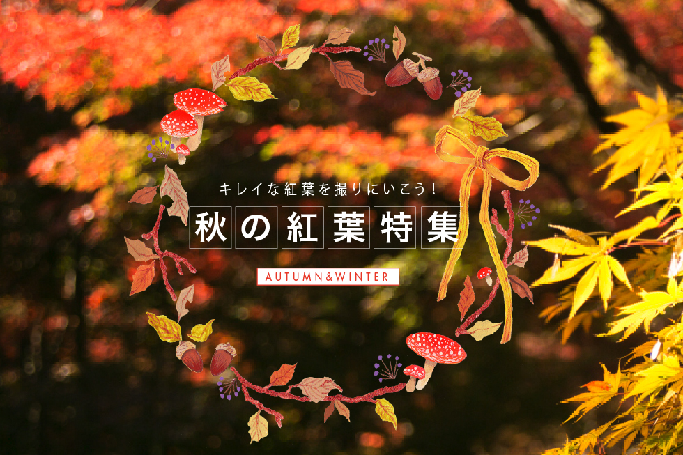 秋の紅葉特集