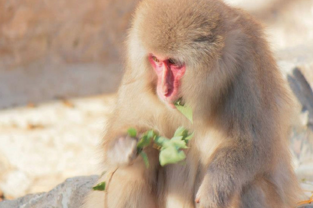 上野動物公園