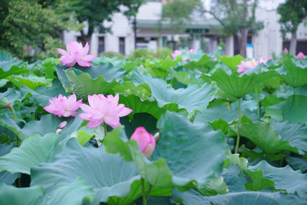 DSC06170