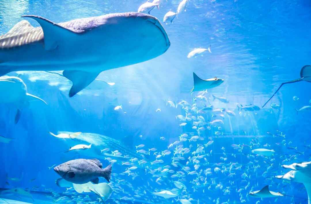 一眼レフ 水族館での写真撮影が上手くなる5つのコツ 撮影テクニックの本棚