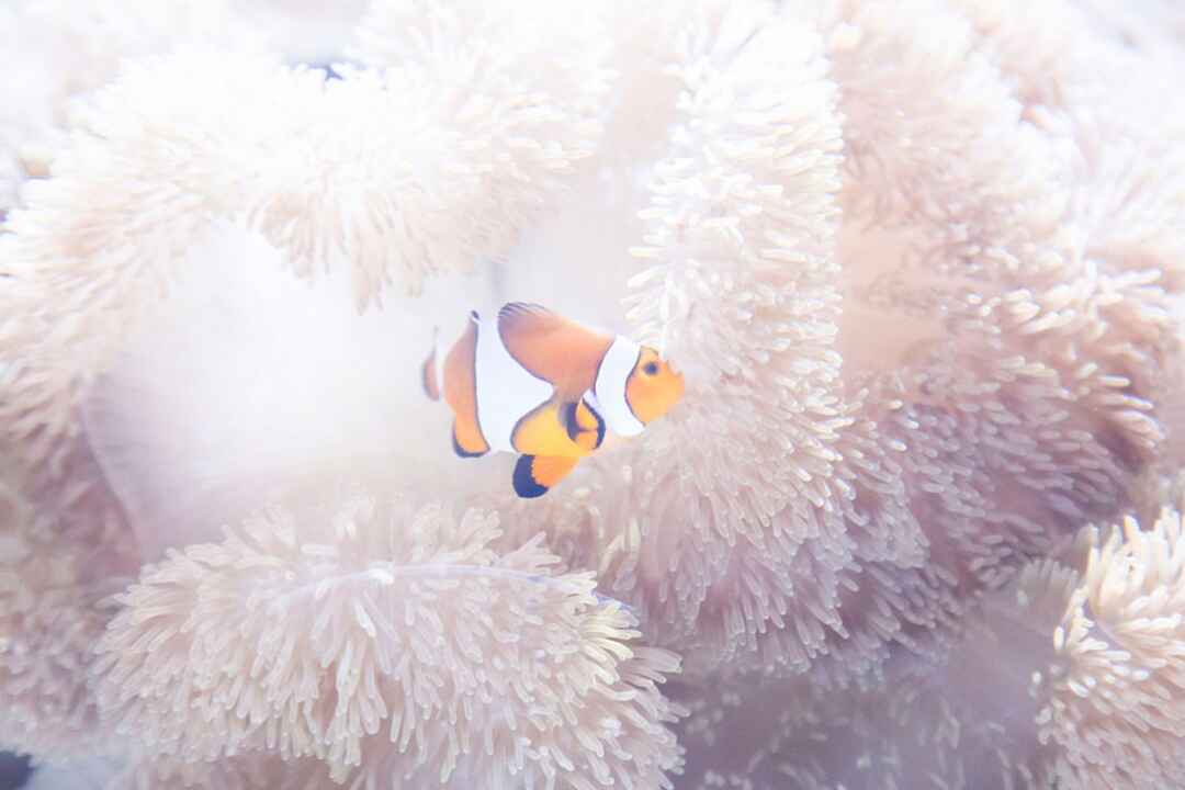【関東】水族館おすすめ撮影スポットランキング《10選》