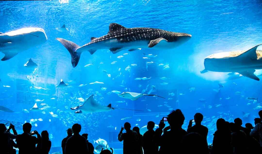 一眼レフ 水族館での写真撮影が上手くなる5つのコツ Howto