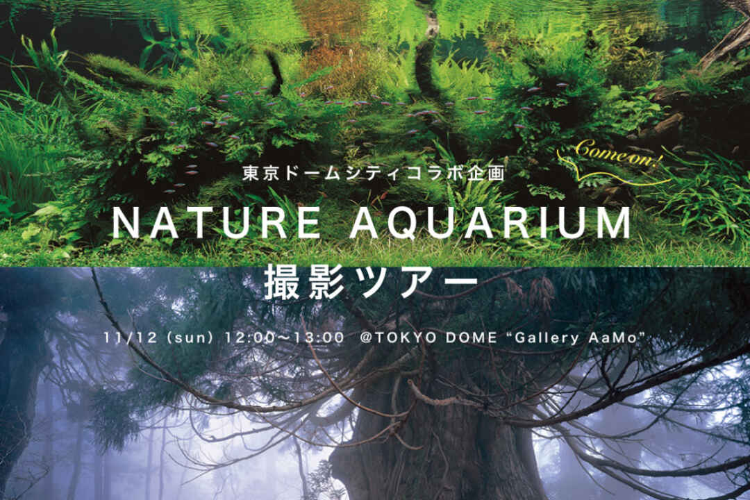 11月12日 8名様限定 幻想的なネイチャーアクアリウム撮影ツアー 東京ドームシティコラボ Backnumber 11月12日 8名様限定 幻想的なネイチャーアクアリウム撮影ツアー 東京ドームシティコラボ Backnumber