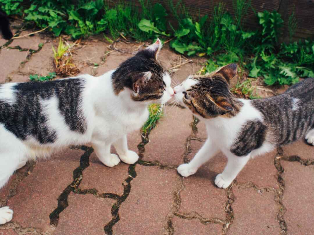 宮城 猫の楽園 田代島で猫まみれの写真旅 フォトスポットの本棚