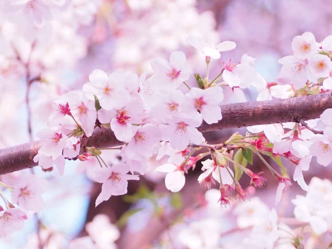 桜２