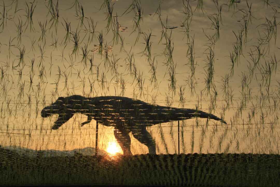 田植えするザウルス