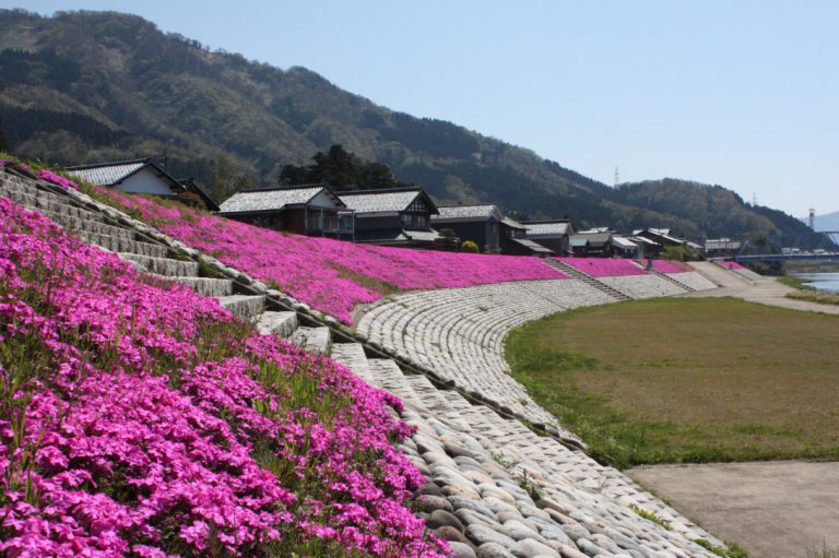 芝桜