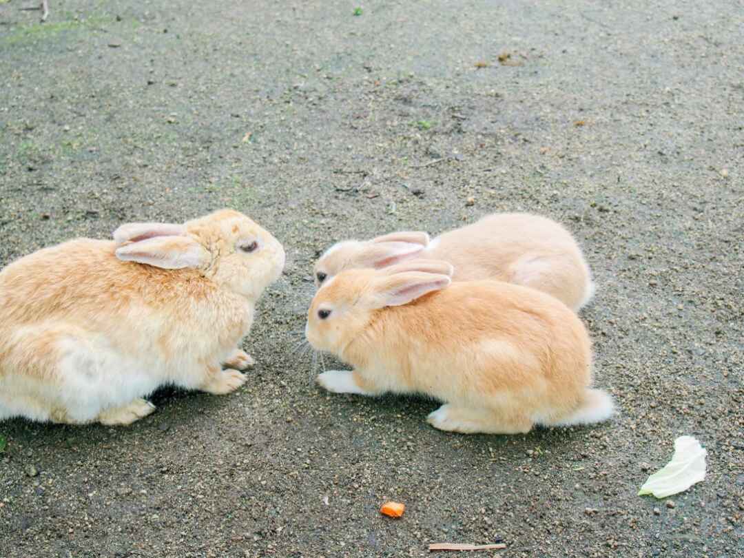 うさぎ 島 広島