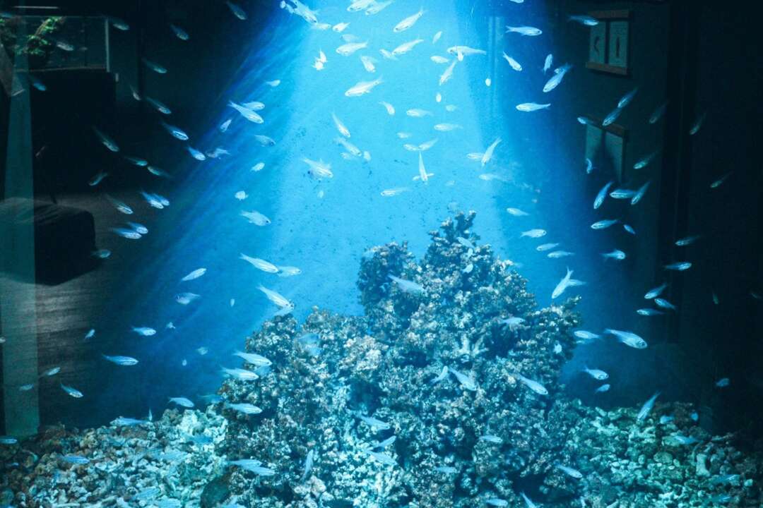 水の向こうに、物語がある｜港の街神戸の水族館紹介 | #フォトスポット